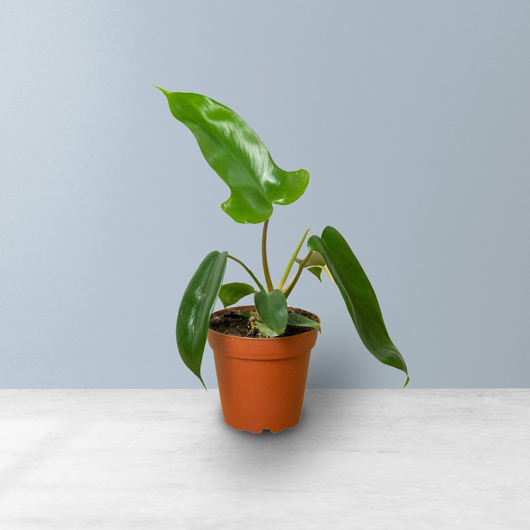My Flora - Exotics Indoor Plants, Gardening Solutions, Go Green Gifts