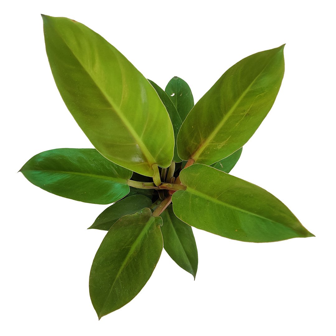 My Flora - Exotics Indoor Plants, Gardening Solutions, Go Green Gifts
